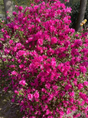 Rhododendron Ostara Marz 2025.jpg