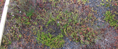 Sedum_acre.jpg