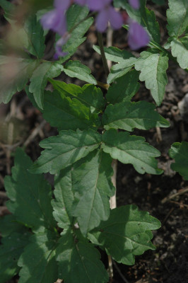 DSC_1615.JPG