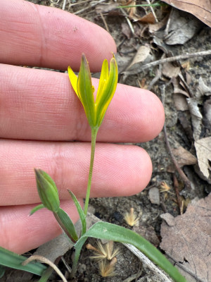 Gagea pratensis, goldene größere Blüte, leicht bewimperte Blätter, etwas schmalere Bläter als Lutea
