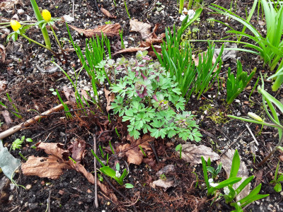 Corydalis cava ; WHZ 6b in München