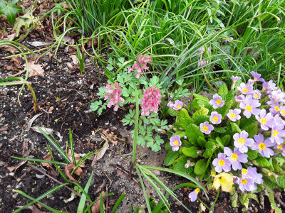 Corydalis solida Beth Evans