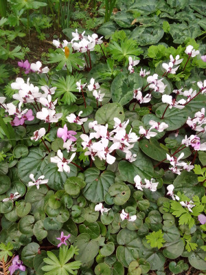 Cyclamen coum, Grüße aus München