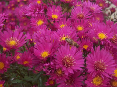 Aster_nb_Lisette_web.jpg