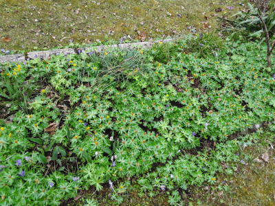 Samenbildung im Garten