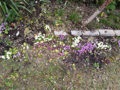 Diverse Primula vulgaris