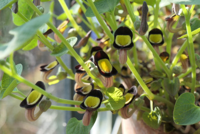 Aristolochia steupii.JPG