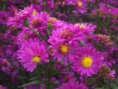 Aster_nb_Karminkuppel01_web.jpg
