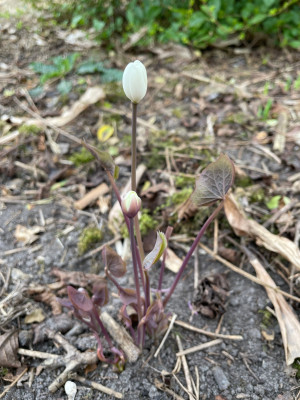 Jeffersonia diphylla bloei 1.jpg