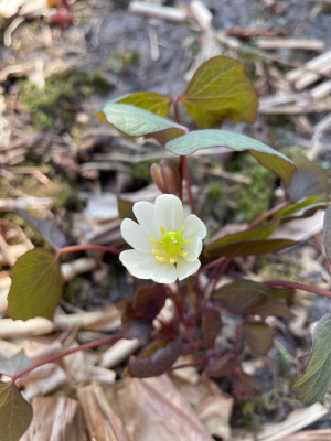 Jeffersonia diphylla bloei 2 2025.jpg