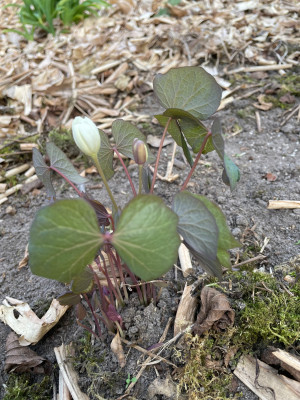 Jeffersonia diphylla blad.jpg