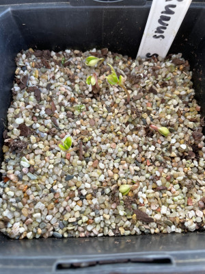 Prunus sargentii Germination March 2025.jpg