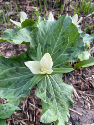 Trillium albidum bloei 2025.jpg