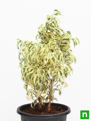 nurserylive-ficus-starlight-ficus-benjamina-plant-2-372380_525x700.jpg