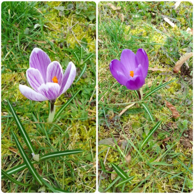 Ev. Crocus vernus?