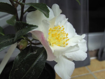 Apple_Blossom_16.10.1.JPG