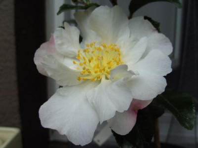 Apple_Blossom_2_16.10.08.JPG