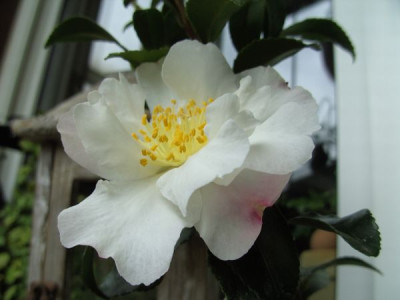 Apple_Blossom_3_16.10.08.JPG