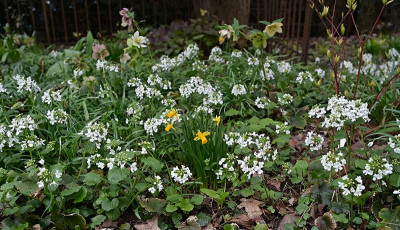 Pachyphragma-Mar2625_003.jpg