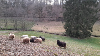 IMG-20250326-WA0035.jpeg