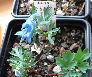 Corydalis_cashm.JPG