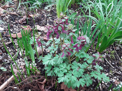 Corydalis solida