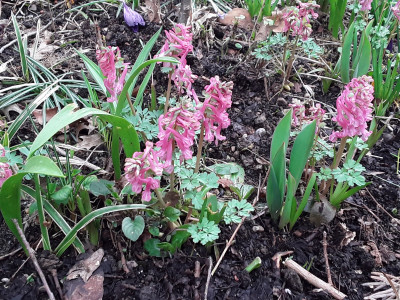 Corydalis solida Beth Evans