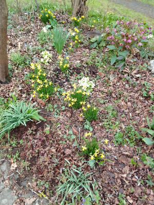 Narzissen, Primeln und Helleborus
