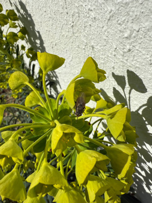 IMG_0516.jpeg