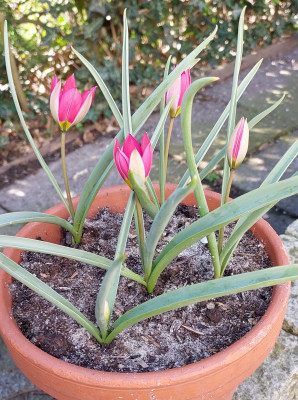 Tulipa Persian Pearl