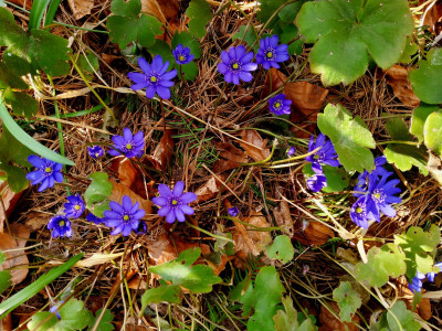 Hepatica HA8_09 2025.jpg