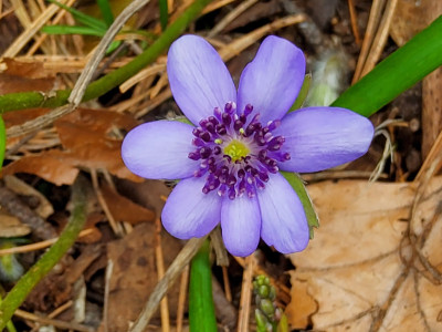 Hepatica nobilis von Ehren bei Eibe.jpg