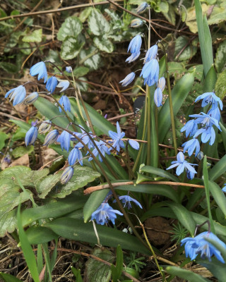 Scilla melaina