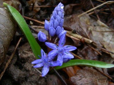 Scilla bifolia blau stark DSCN5468.JPG