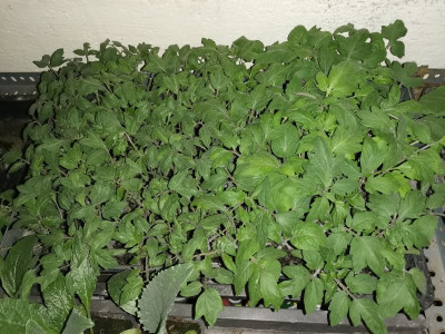 Tomaten 20250327.jpeg