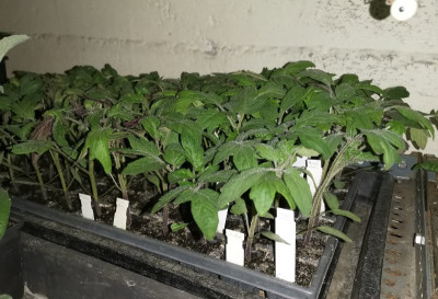Tomaten Stengel 20250327.jpeg