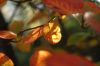Herbstlaub_15725s.jpg