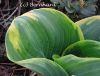 hosta_gross2.jpg