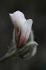 magnolia_stellata_05_1~0.jpg