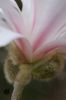 magnolia_stellata_05_2.jpg