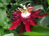 passiflora_lady_margare.jpg