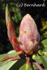 rhododendron_fortunei_2.jpg