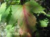 viburnum_sargentii_onon_4.jpg