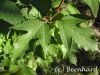 viburnum_sargentii_onon_5.jpg