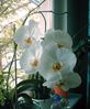 Orchidee phalaenopsis.jpg