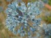 Allium_caeruleum.jpg