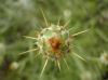 Centaurea_rupestris.jpg
