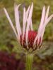 Echinacea.jpg