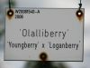 olalliberry.jpg