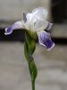 iris-variegata-var.jpg